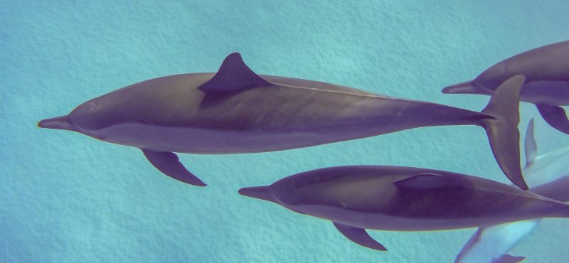 Nager avec des dauphins sauvages, sans leur nuire
