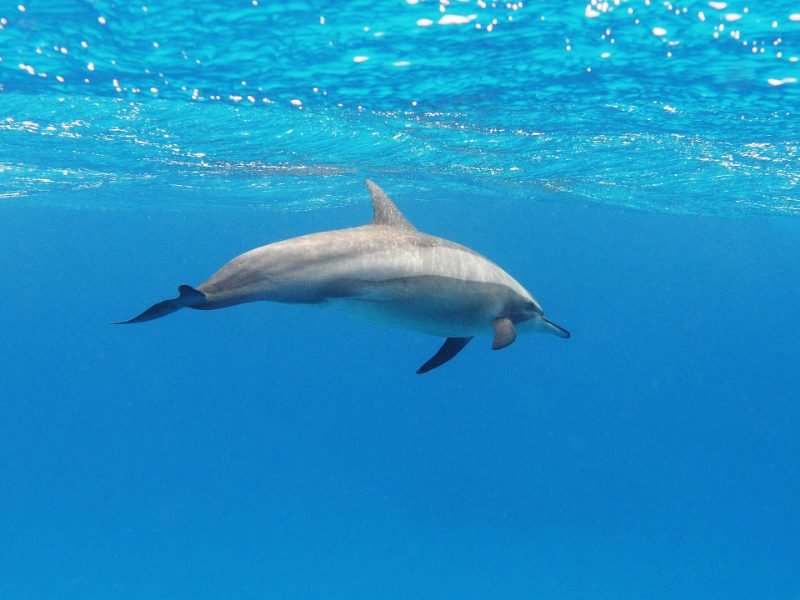 Snorkeling avec les dauphins à Sataya · Marsa Alam